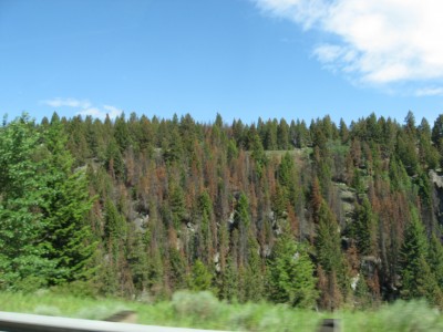 Dead treeds near Butte, MT