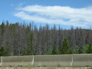Dead trees near Butte, MT